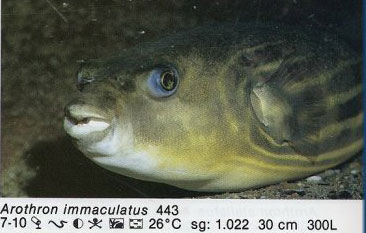 Arothron immaculatus